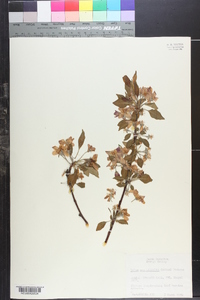 Malus angustifolia image