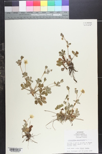 Potentilla canadensis image