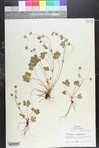 Potentilla canadensis image