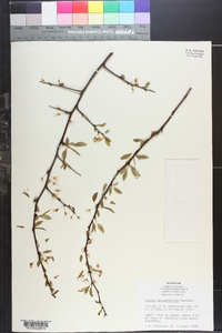 Prunus angustifolia image