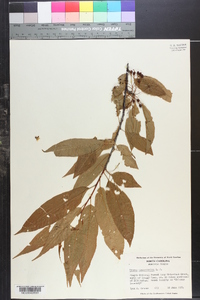 Prunus pensylvanica image