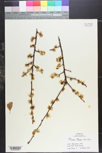 Prunus mume image