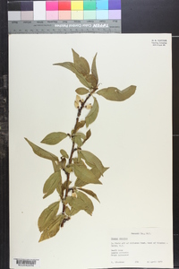 Prunus persica image