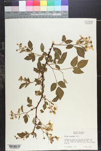 Rubus argutus image