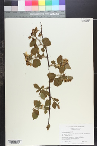 Rubus argutus image