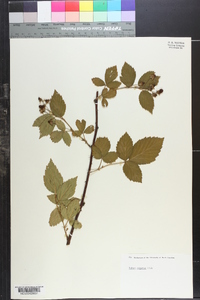 Rubus argutus image