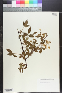 Rubus argutus image