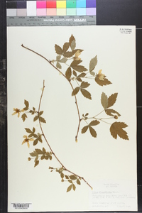 Rubus flagellaris image