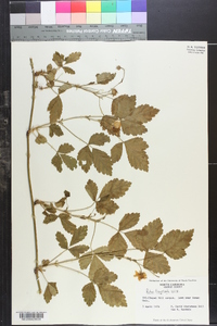 Rubus flagellaris image