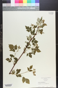 Rubus occidentalis image