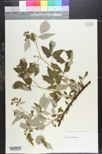 Rubus occidentalis image