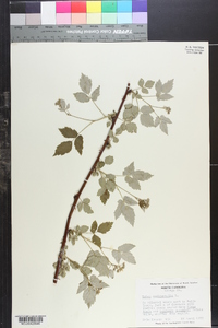 Rubus occidentalis image