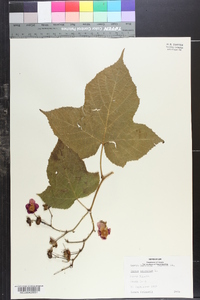 Rubus odoratus image