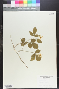 Rubus trivialis image