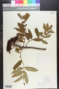 Sorbus americana image