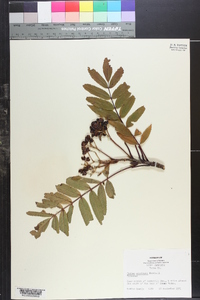 Sorbus americana image