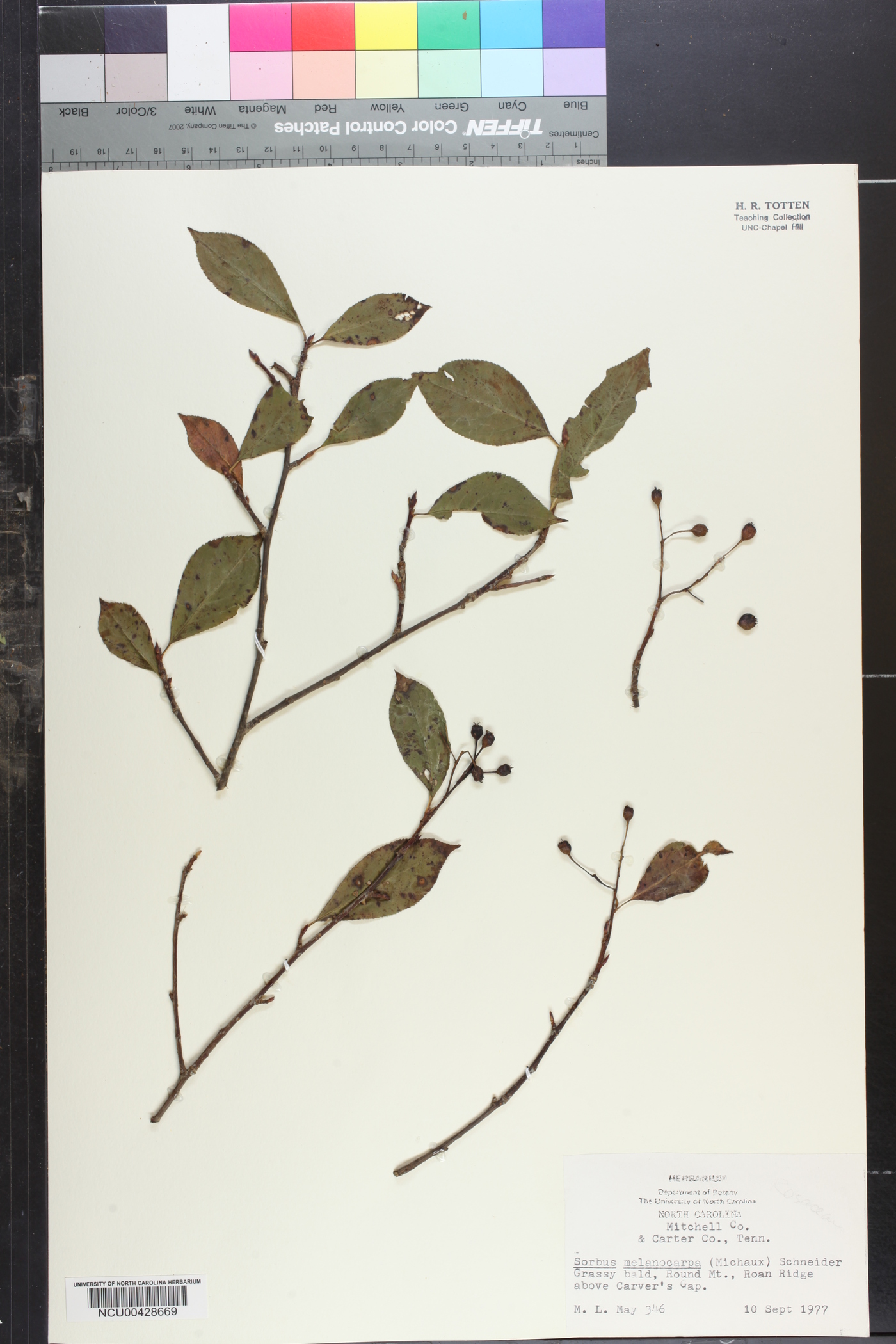 Sorbus melanocarpa image