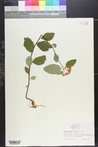 Spiraea betulifolia image