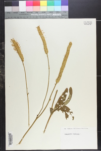 Sanguisorba canadensis image