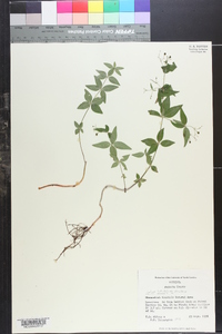 Galium latifolium image