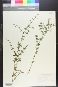 Galium pilosum image