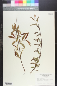 Salix caroliniana image