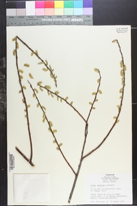 Salix sericea image