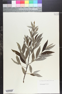 Salix sericea image