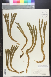 Huperzia selago image