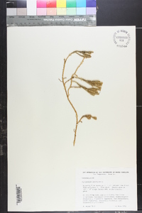 Lycopodium annotinum image