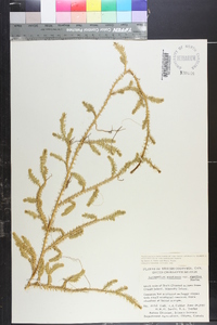 Spinulum annotinum subsp. alpestre image