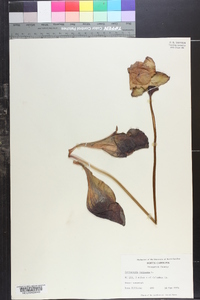 Sarracenia purpurea image