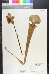 Sarracenia flava image