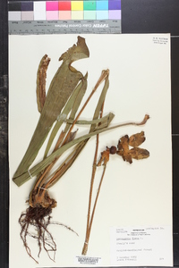 Sarracenia flava image