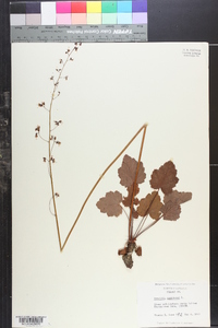 Heuchera villosa image