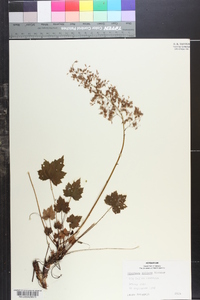 Heuchera villosa image