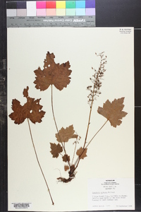 Heuchera villosa image