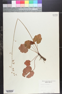 Heuchera americana image