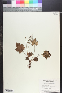 Heuchera villosa image