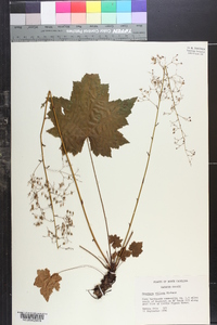 Heuchera villosa image