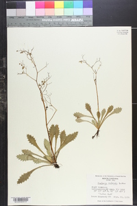 Saxifraga michauxii image