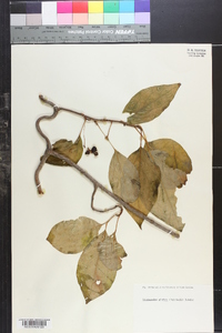 Schisandra glabra image