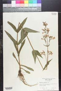 Penstemon australis image