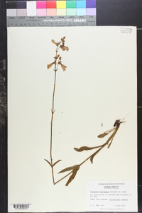 Penstemon laevigatus image