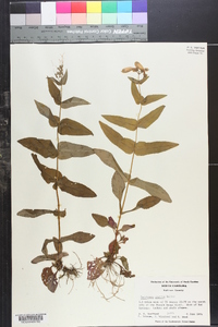 Penstemon smallii image