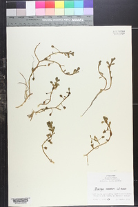 Bacopa monnieri image