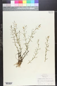 Gratiola ramosa image