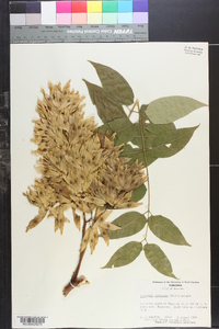 Ailanthus altissima image