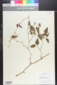 Smilax bona-nox image