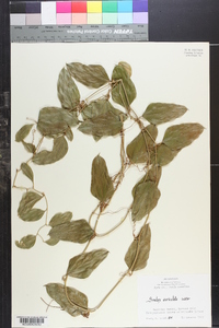 Smilax auriculata image